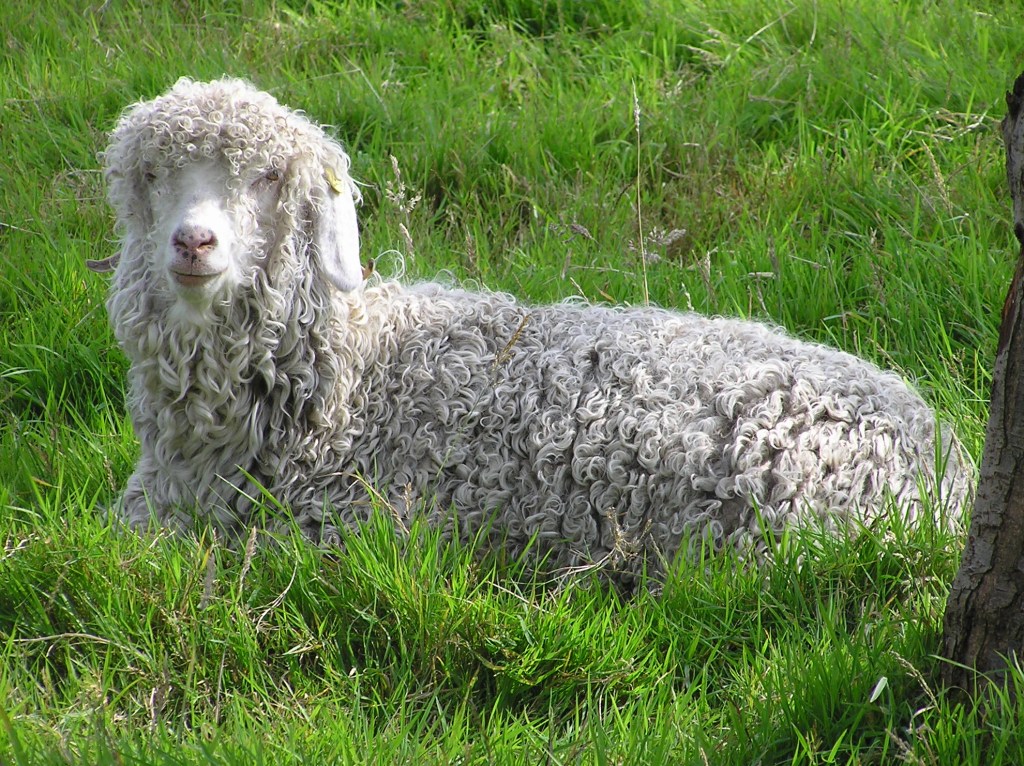 Angora goat
