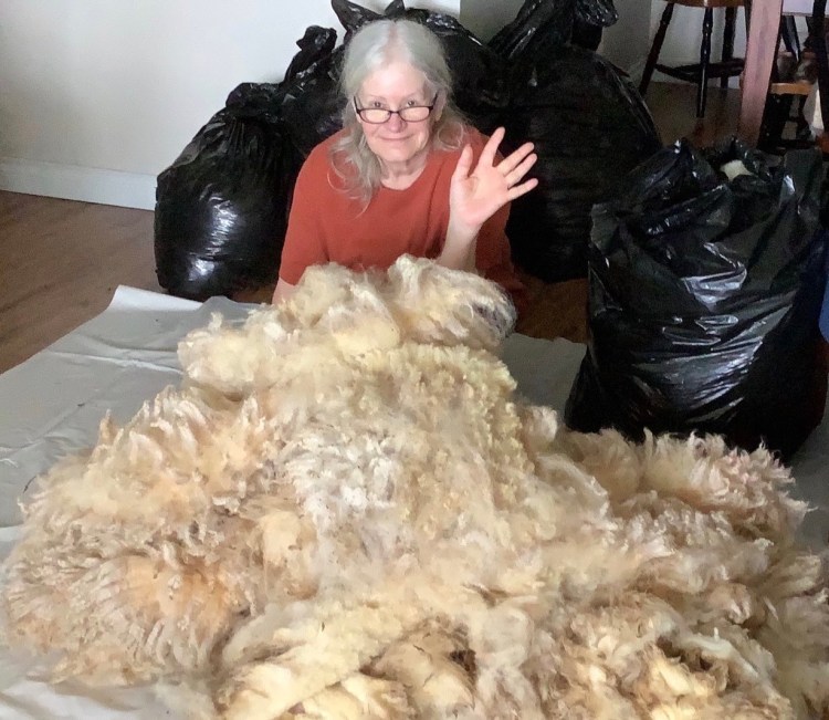 My wife Nicole with sheep fleeces