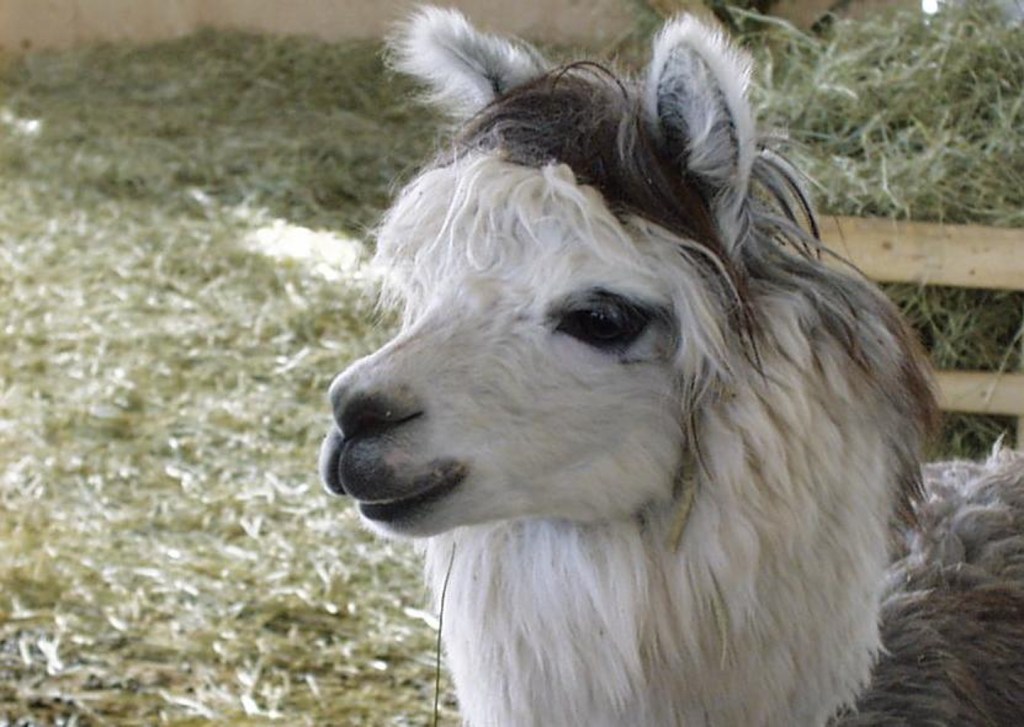 Analpaca from our farm.