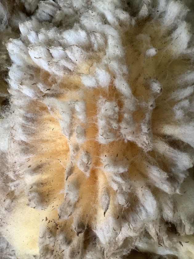 Unprocessed sheeps wool